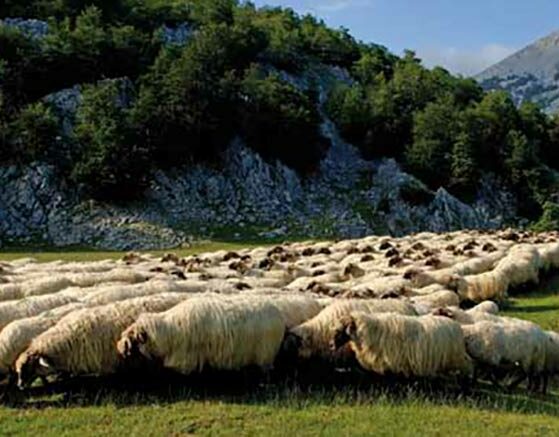 La gastronomía vasco-navarra